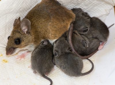 jak se zbavit myší