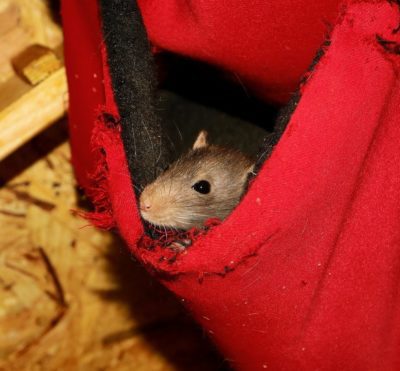 jak se zbavit potkanů