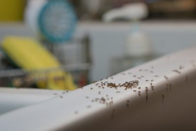 Jak se zbavit mravenců 3