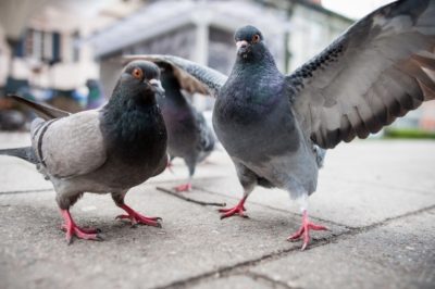 ochrana proti holubům