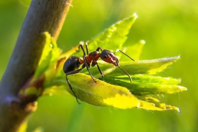 Jak se zbavit mravenců 1
