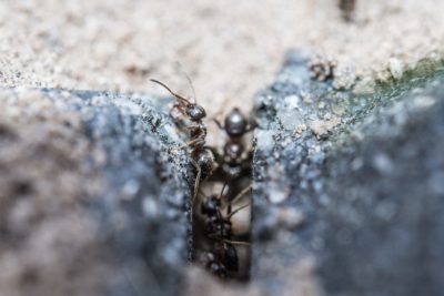 Jak se zbavit mravenců 2