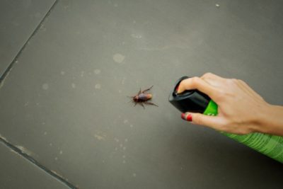 jak se zbavit švábů