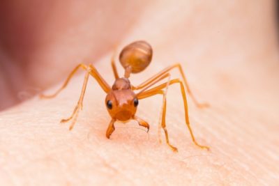 Alergie na mravenčí kousnutí