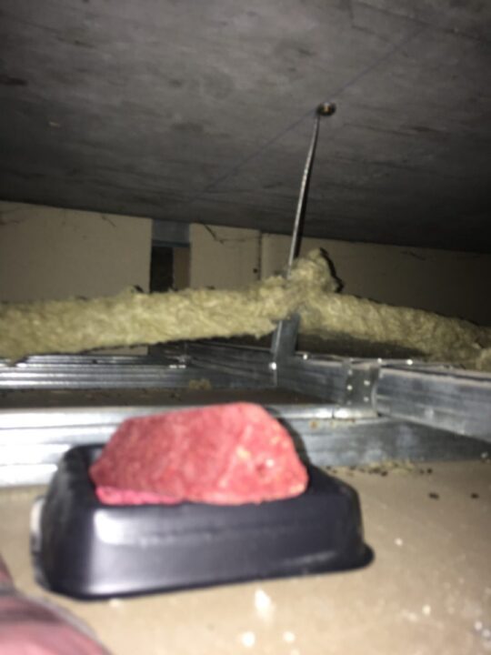 Potkani ve stropu - podhled