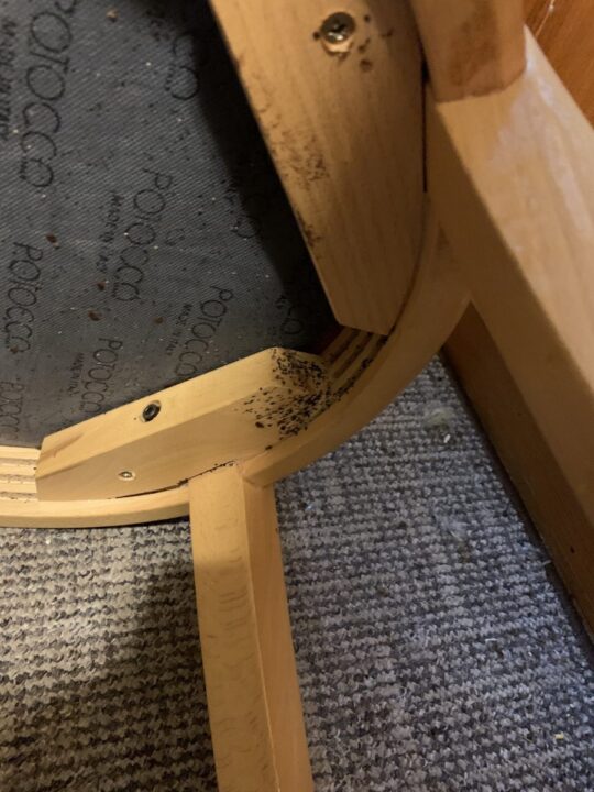 Štěnice židle