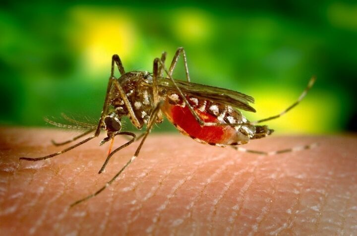 Hubení komárů