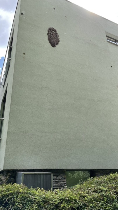 likvidace vosího hnízda 3
