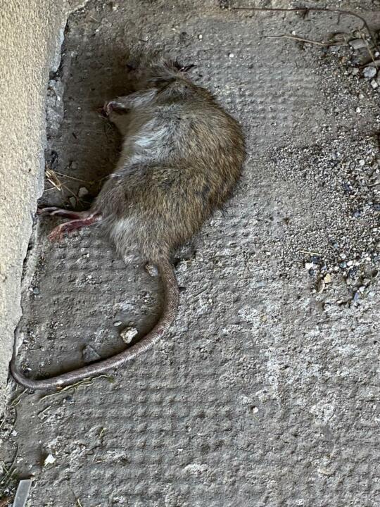 Uhynulý potkan