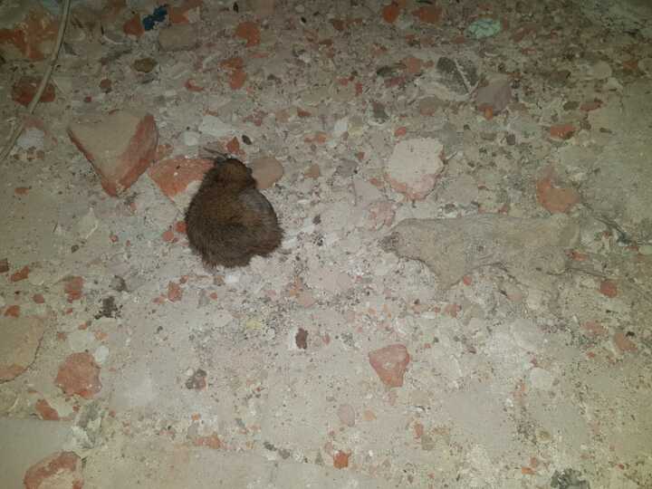Uhynulý potkan