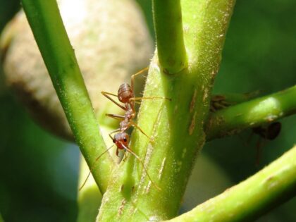 Mravenec v přírodě