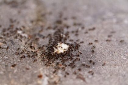 Jak probíhá likvidace mravenců