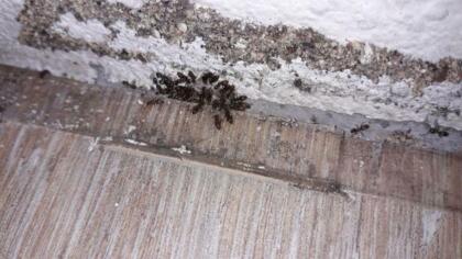 Hubení mravenců