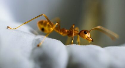 Mravenec Formicidae